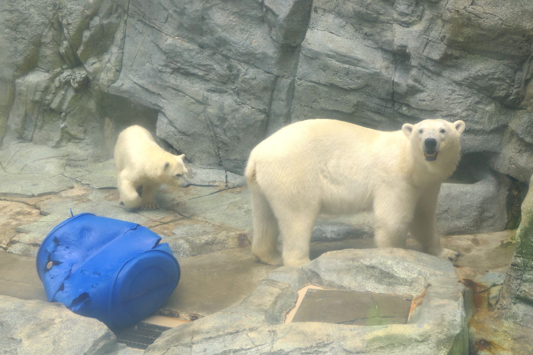 母グマのモモの後を歩くホッキョクグマの子モモ太