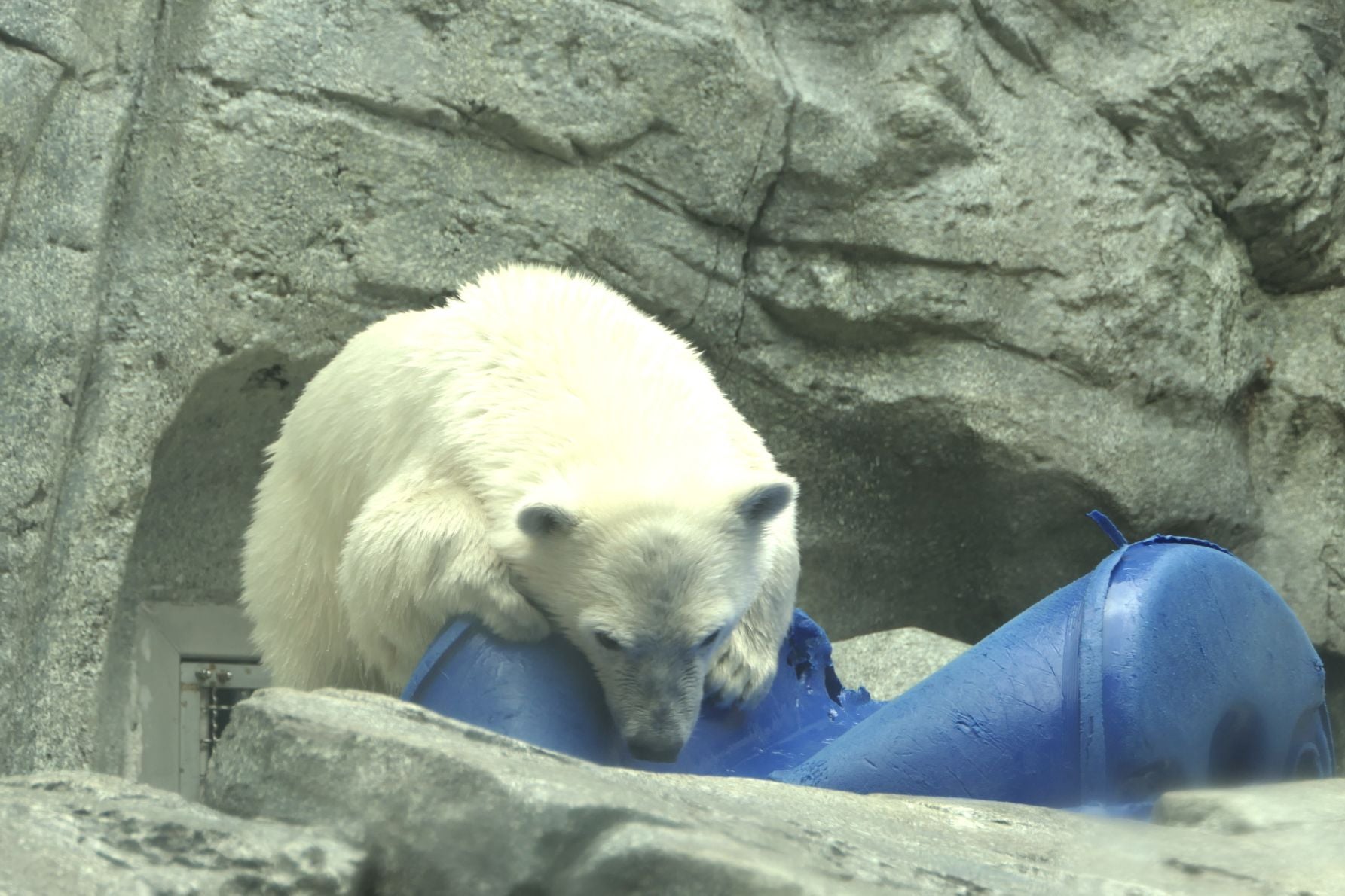 おやつ入りのおもちゃで遊ぶホッキョクグマの子モモ太