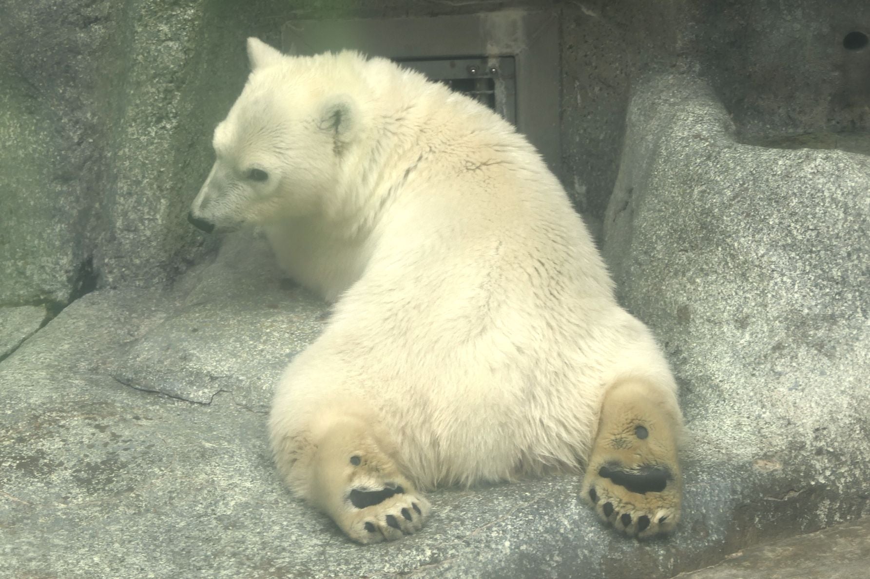 遊び疲れて休むホッキョクグマの子モモ太の様子
