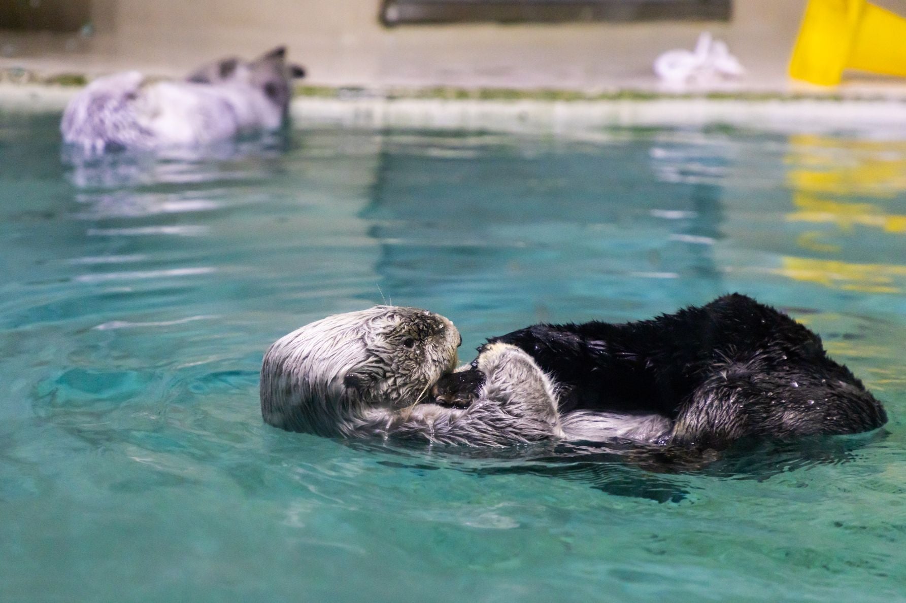 水面に浮かぶラッコと、奥で毛づくろいするラッコ