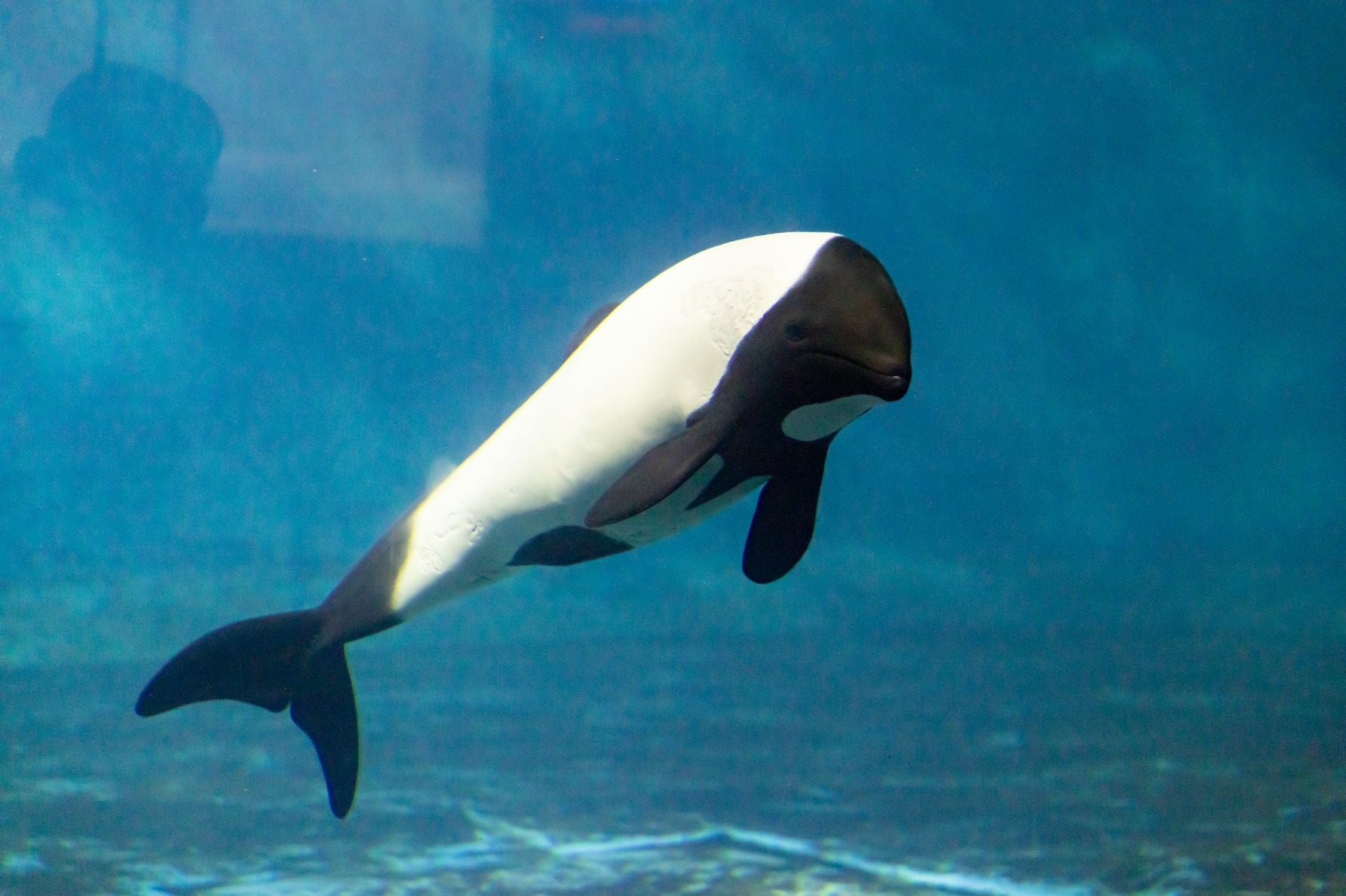 鳥羽水族館のイロワケイルカ