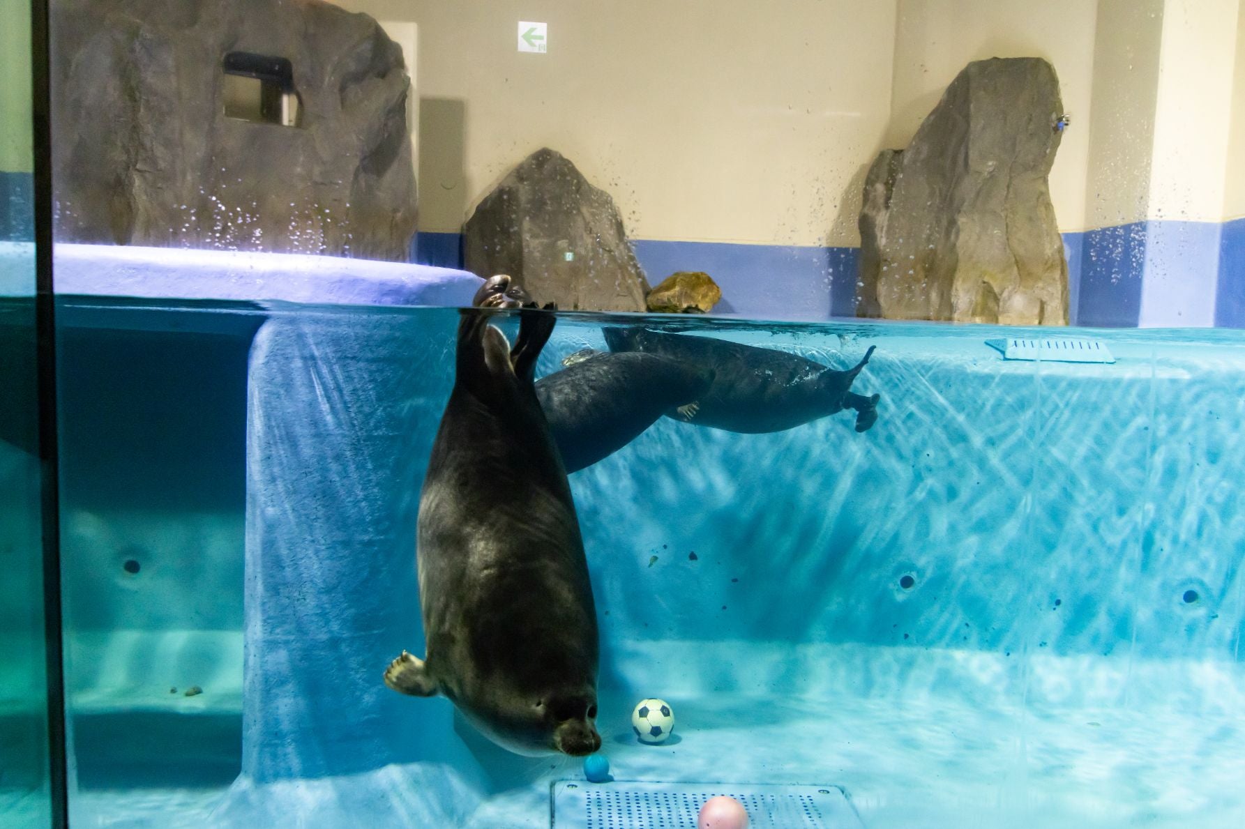 鳥羽水族館のバイカルアザラシ