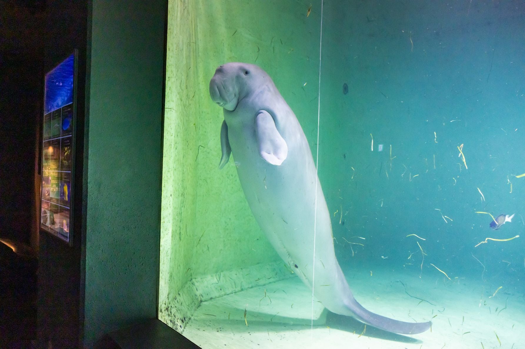 鳥羽水族館のジュゴン