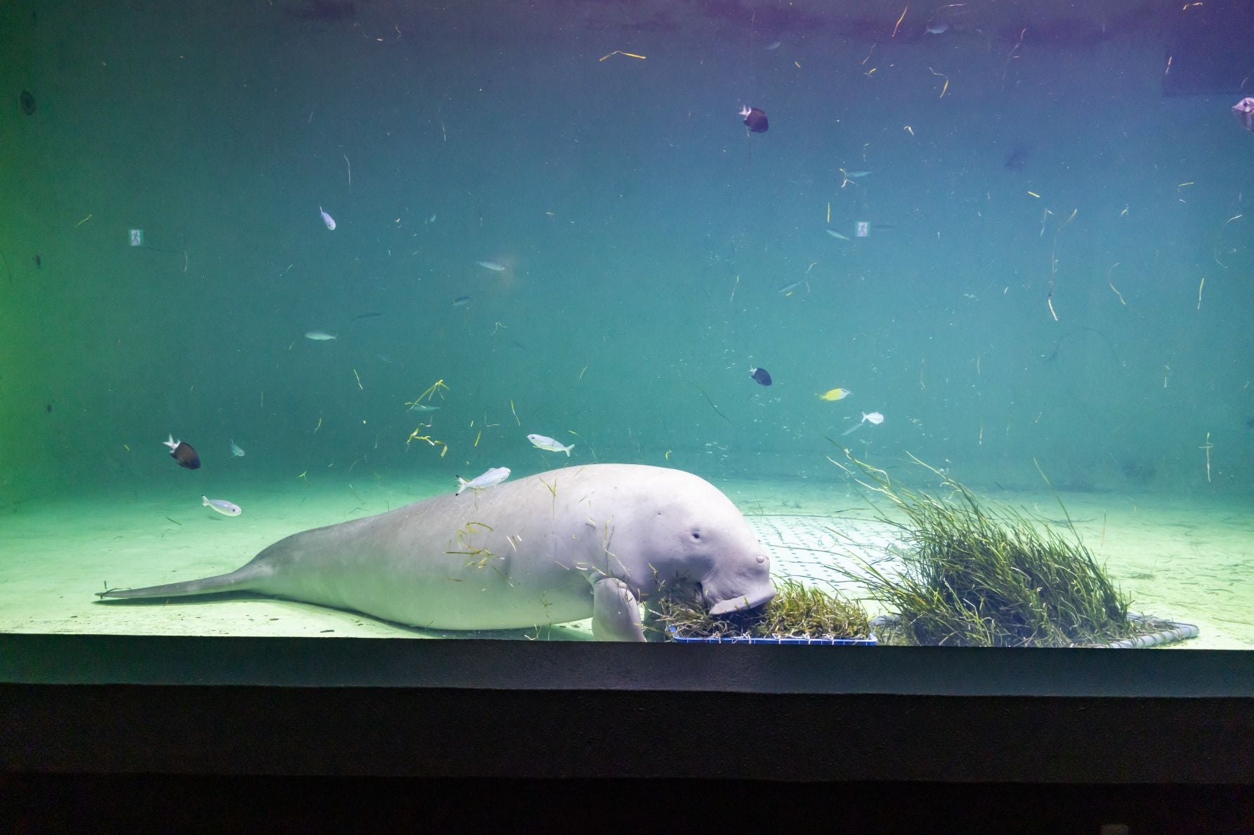 鳥羽水族館のジュゴン