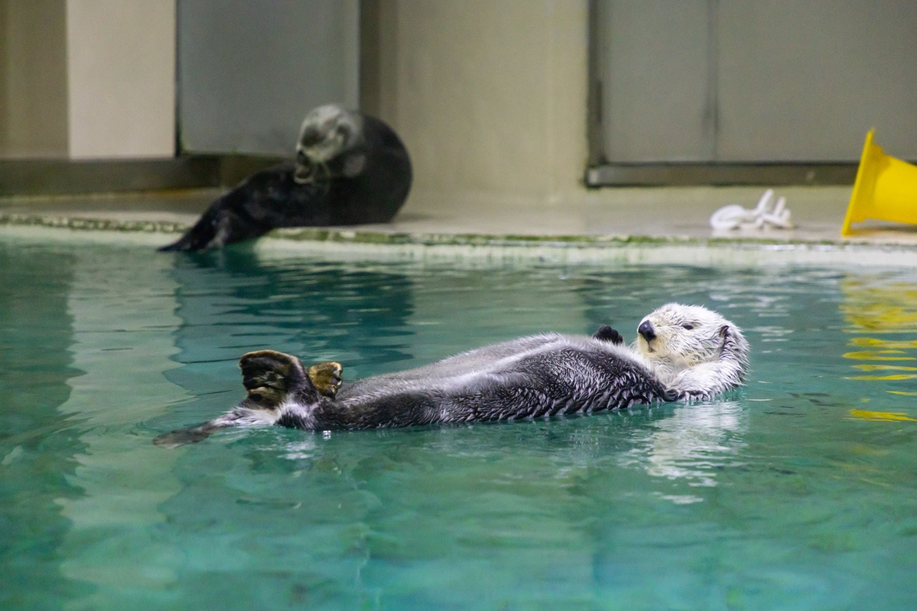 鳥羽水族館のラッコ
