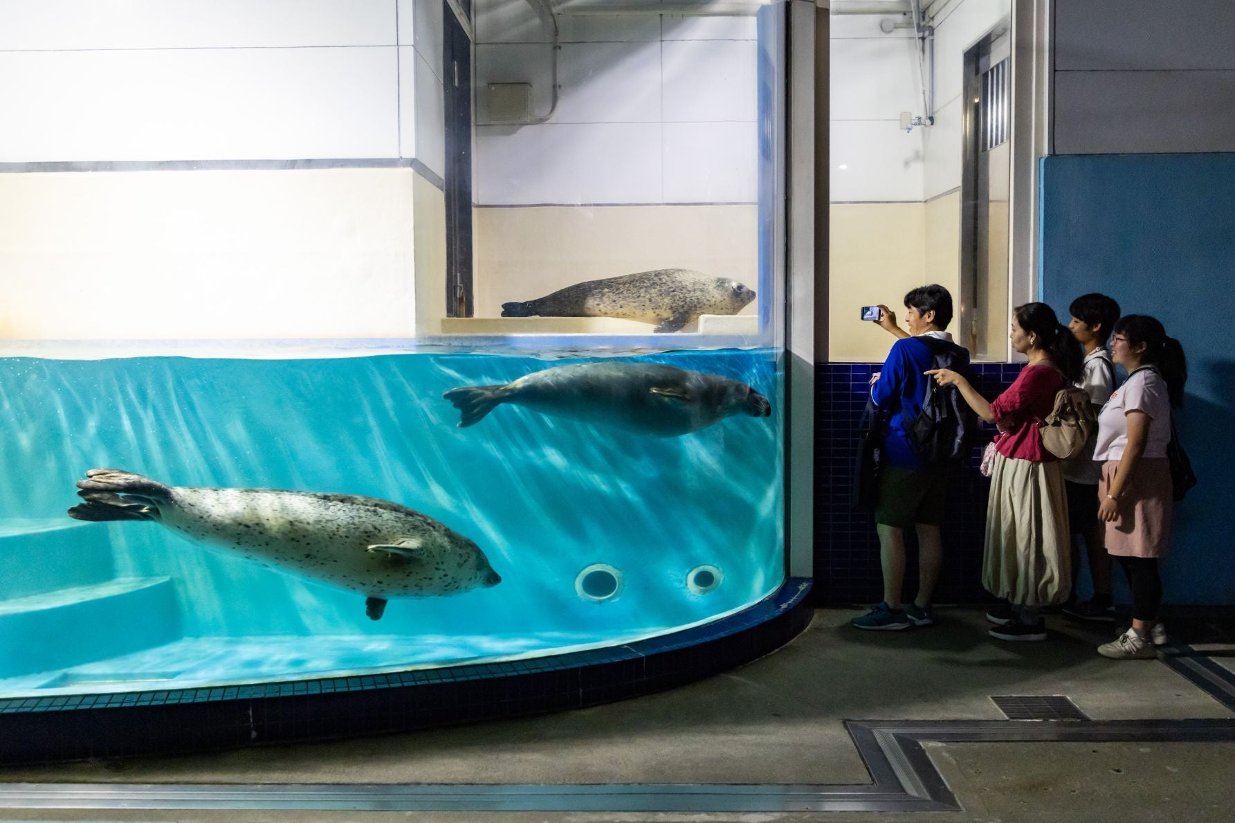 鳥羽水族館のゴマフアザラシ