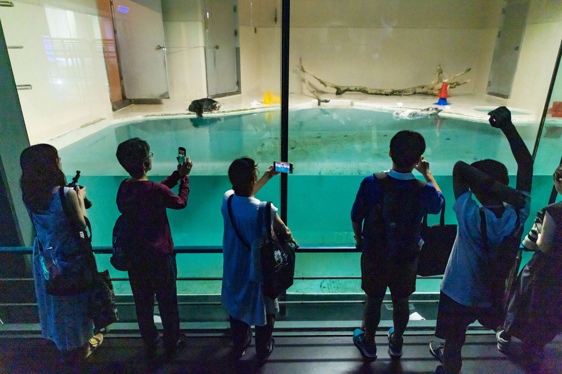 ラッコを観賞する来館者