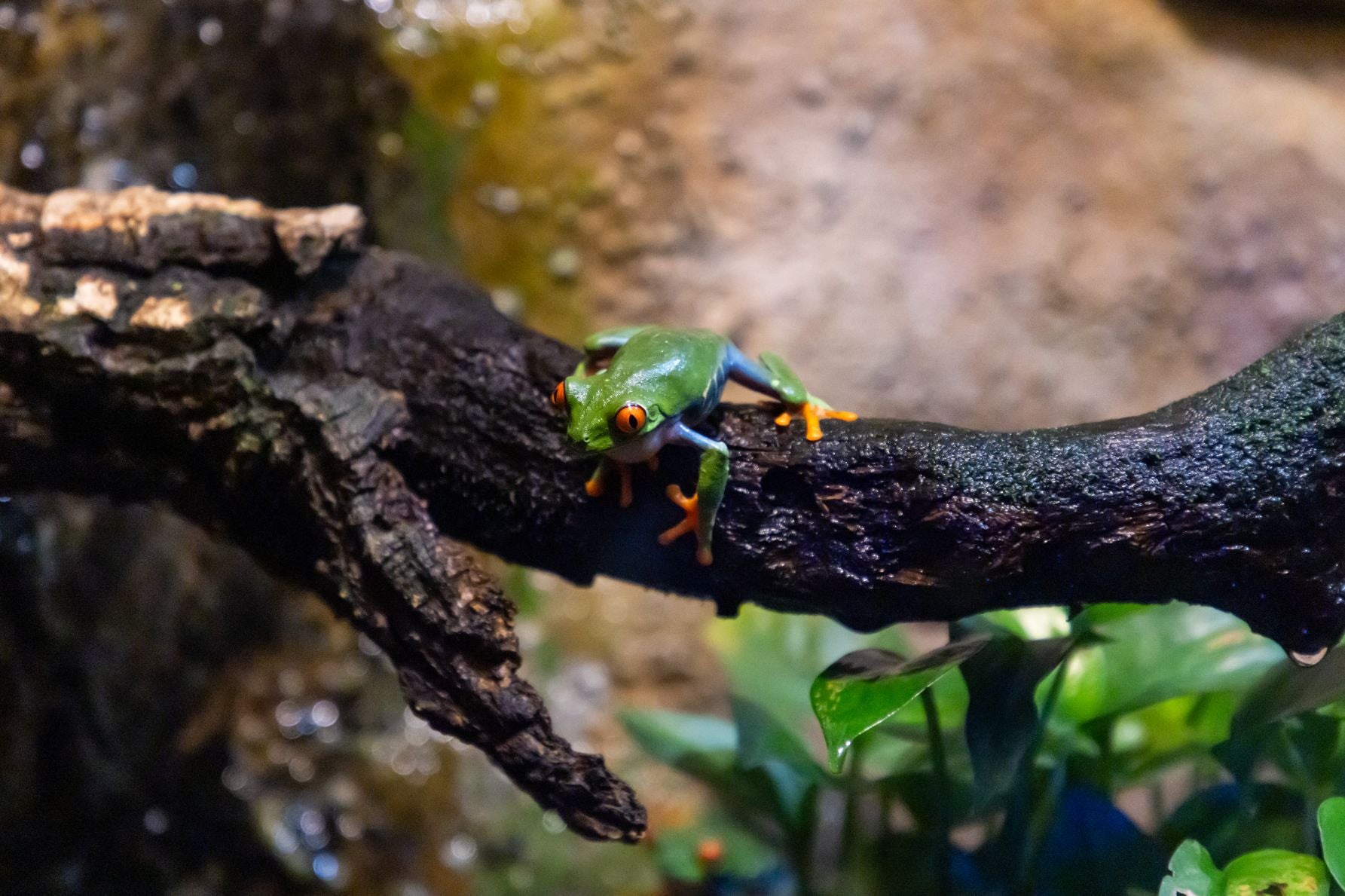 鳥羽水族館のアカメアマガエル