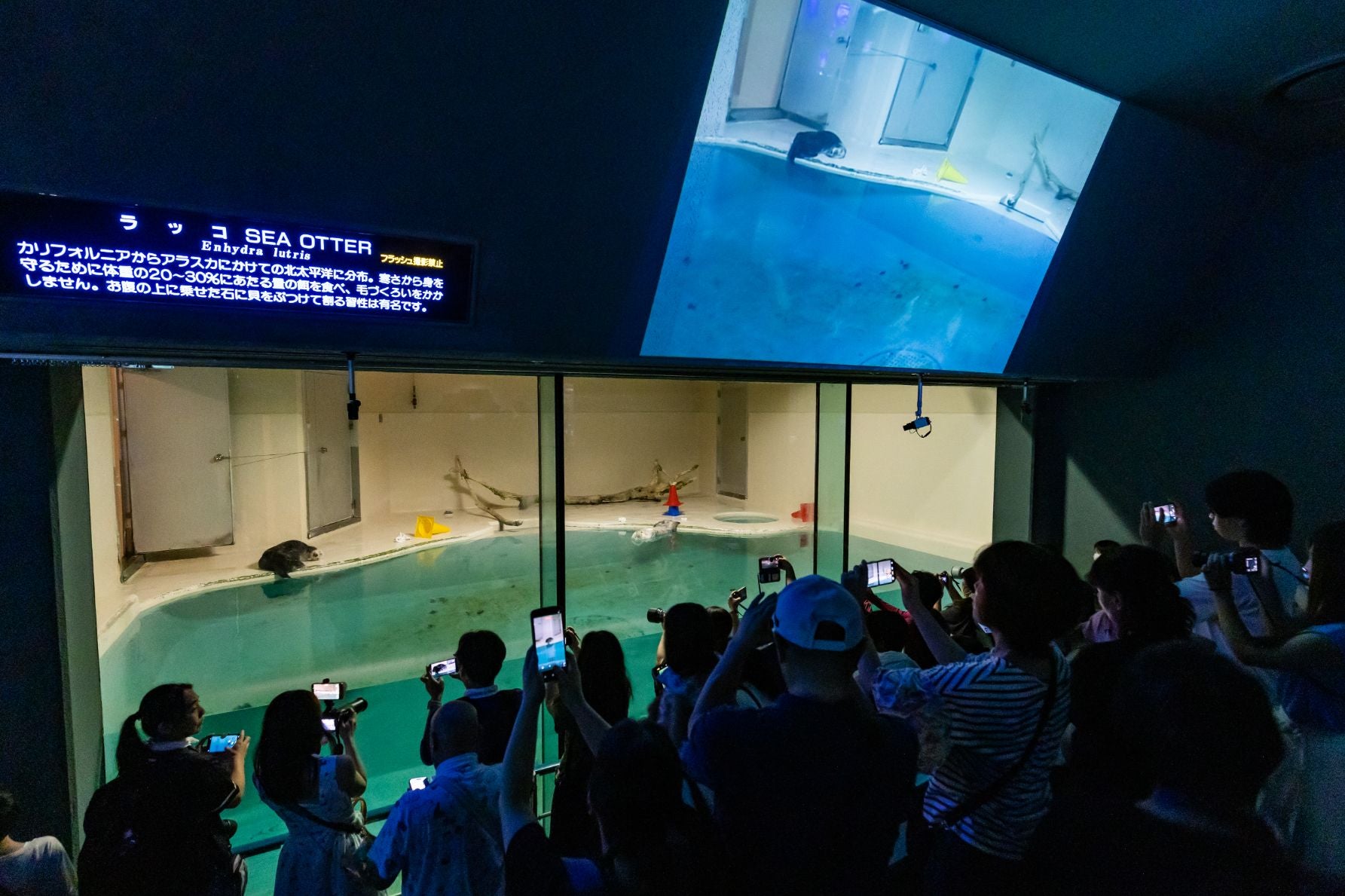 ラッコを観賞する来館者