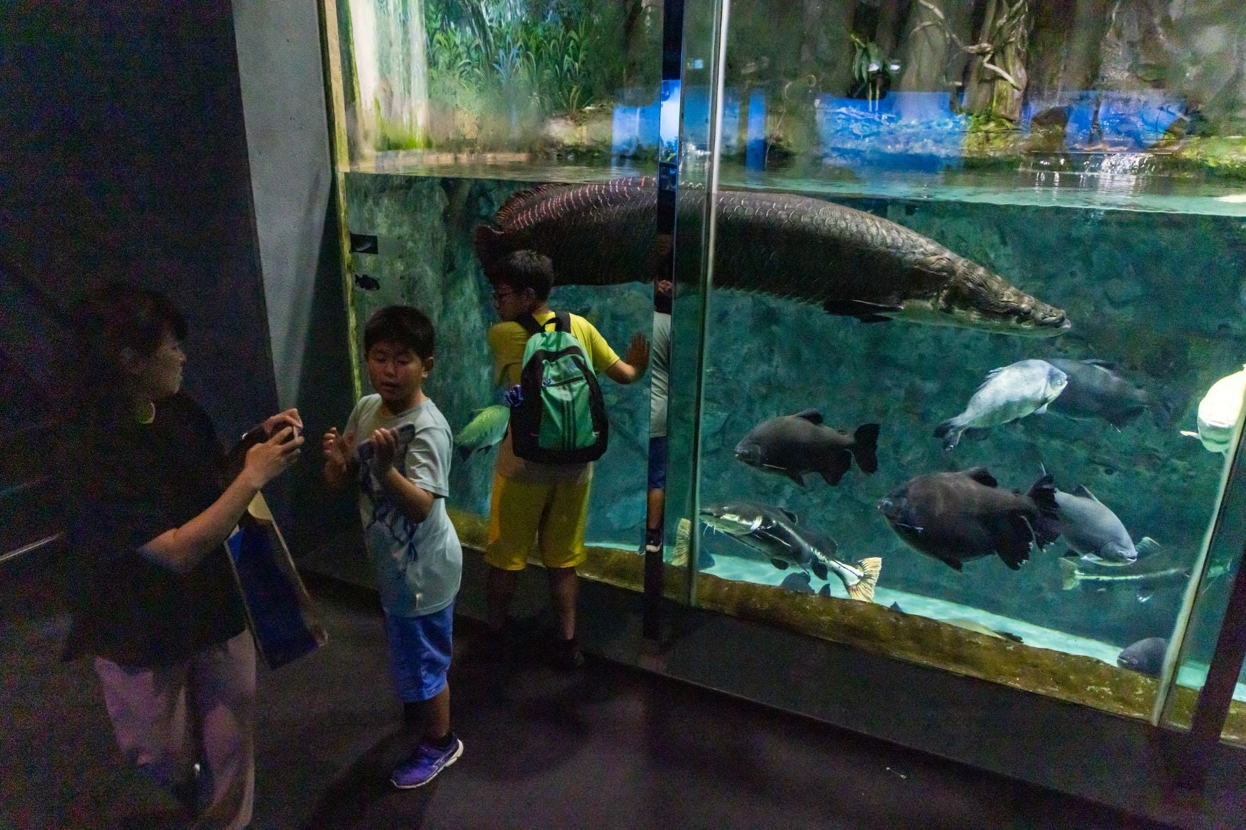 鳥羽水族館のピラルク