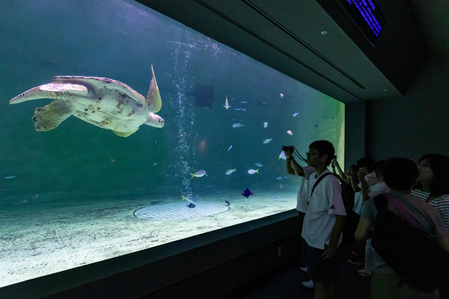 鳥羽水族館のアオウミガメ