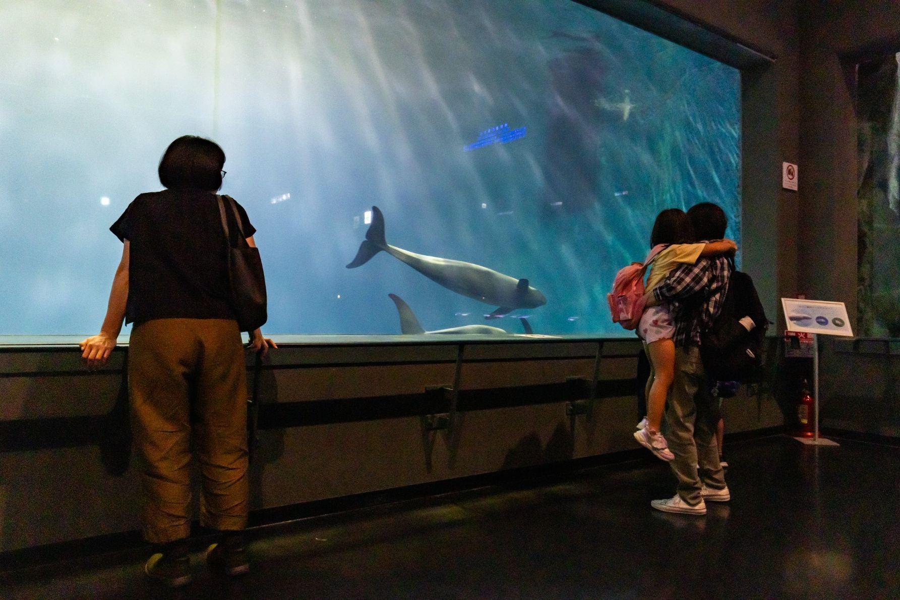 鳥羽水族館のスナメリ