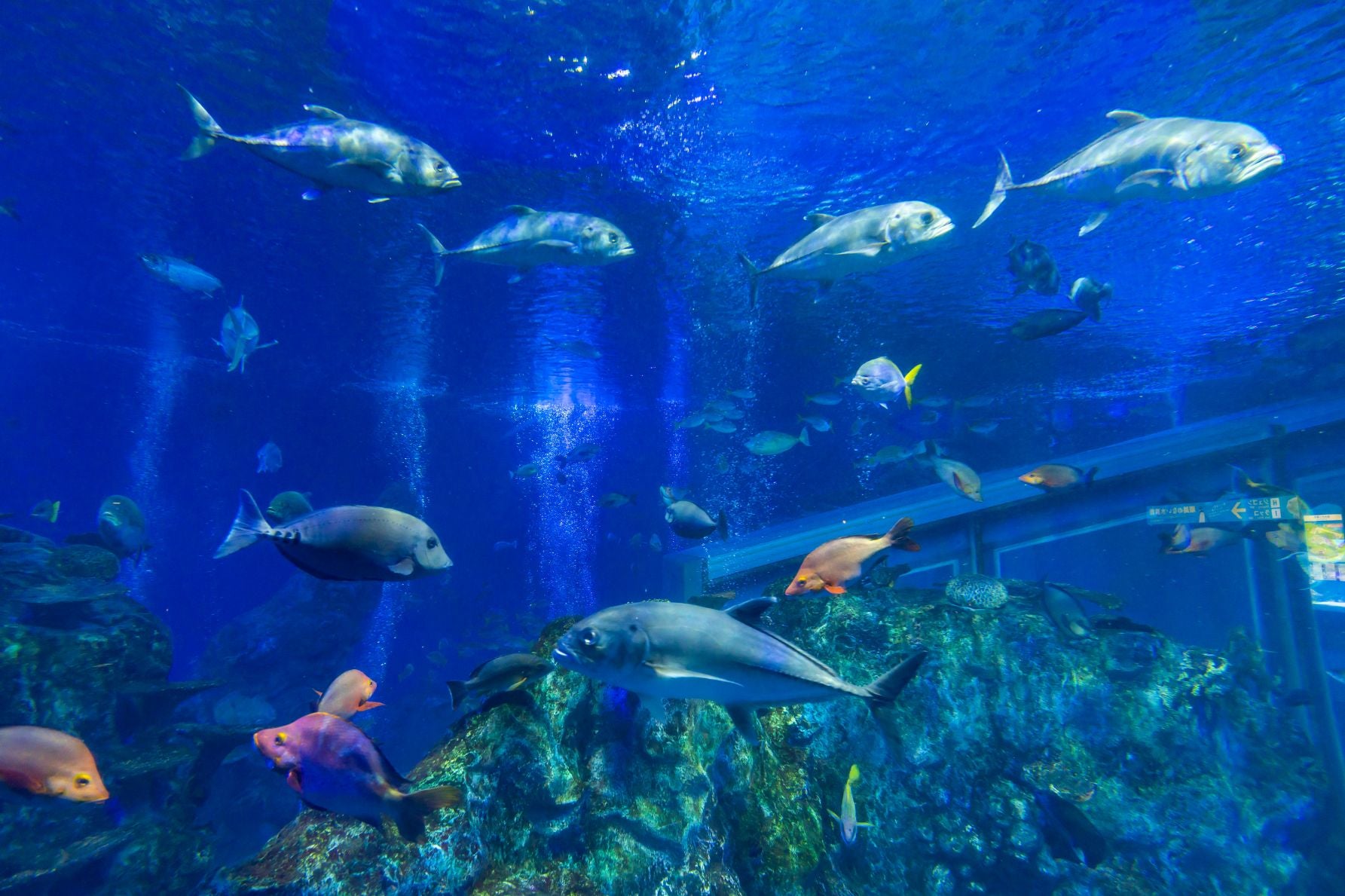 鳥羽水族館の魚たち