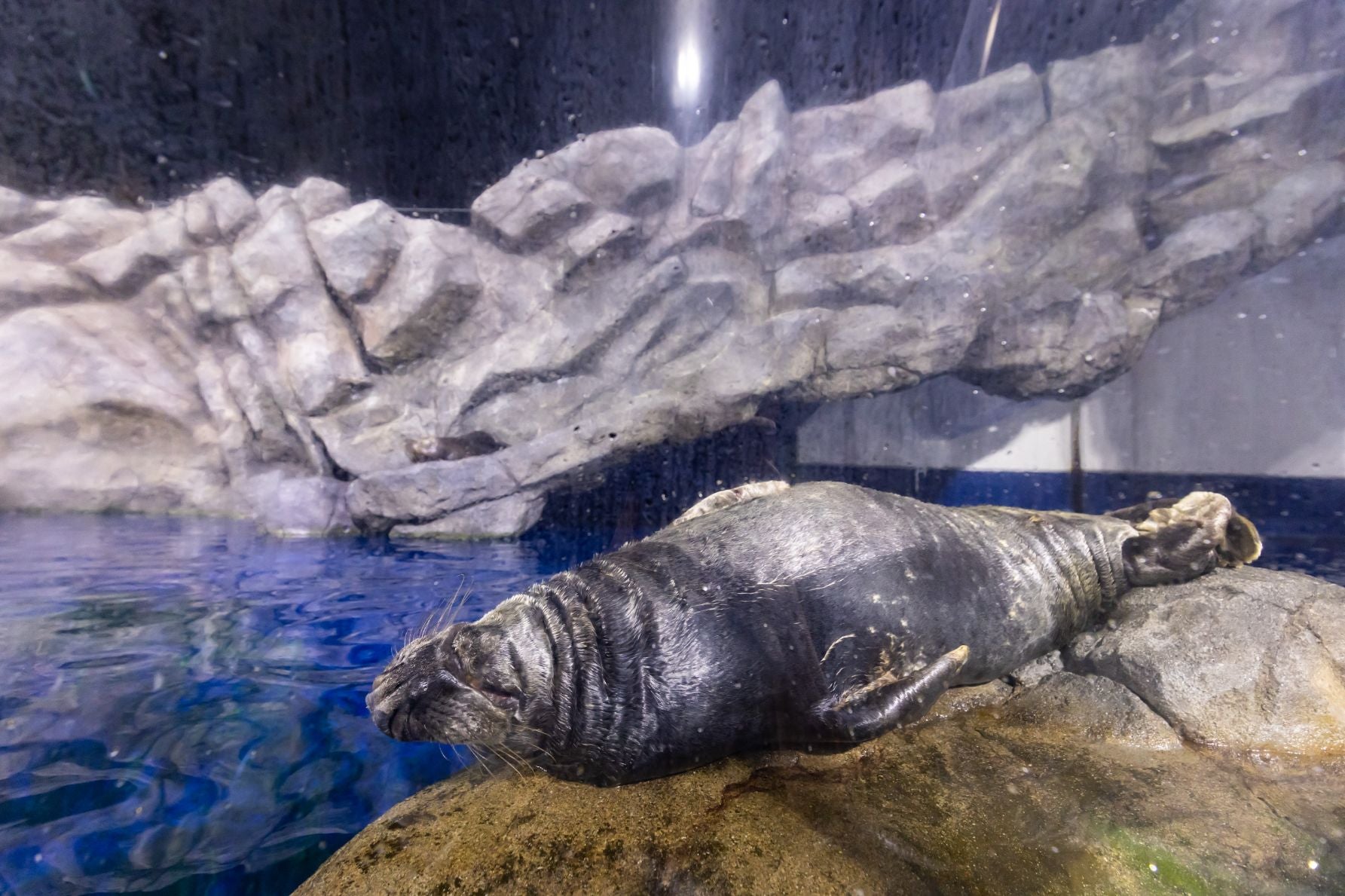 鳥羽水族館のハイイロアザラシ