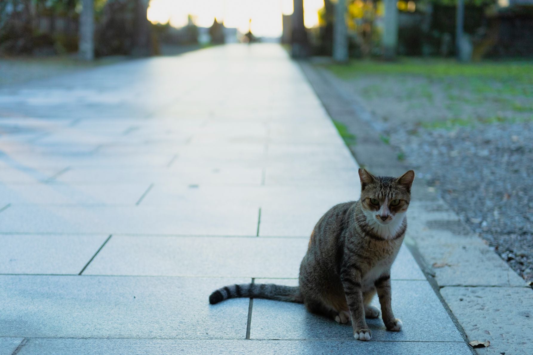 町のさまざまな場所で猫を見かけた