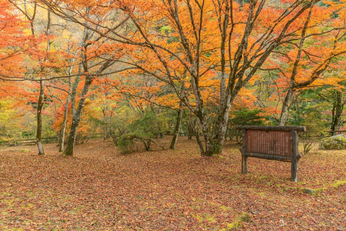 花貫渓谷の散策路に積もった紅葉の落ち葉