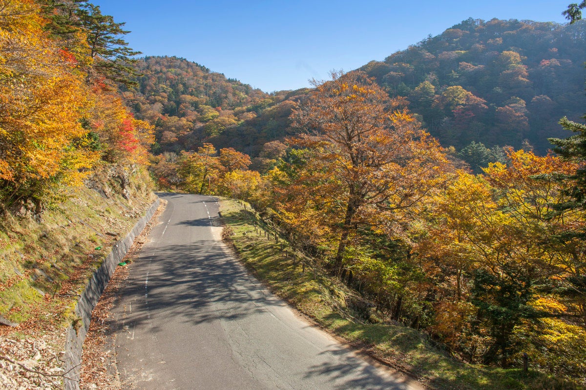 紅葉に彩られた大台ヶ原ドライブウェイ。道路の両側を赤や黄、オレンジの木々が埋め尽くす