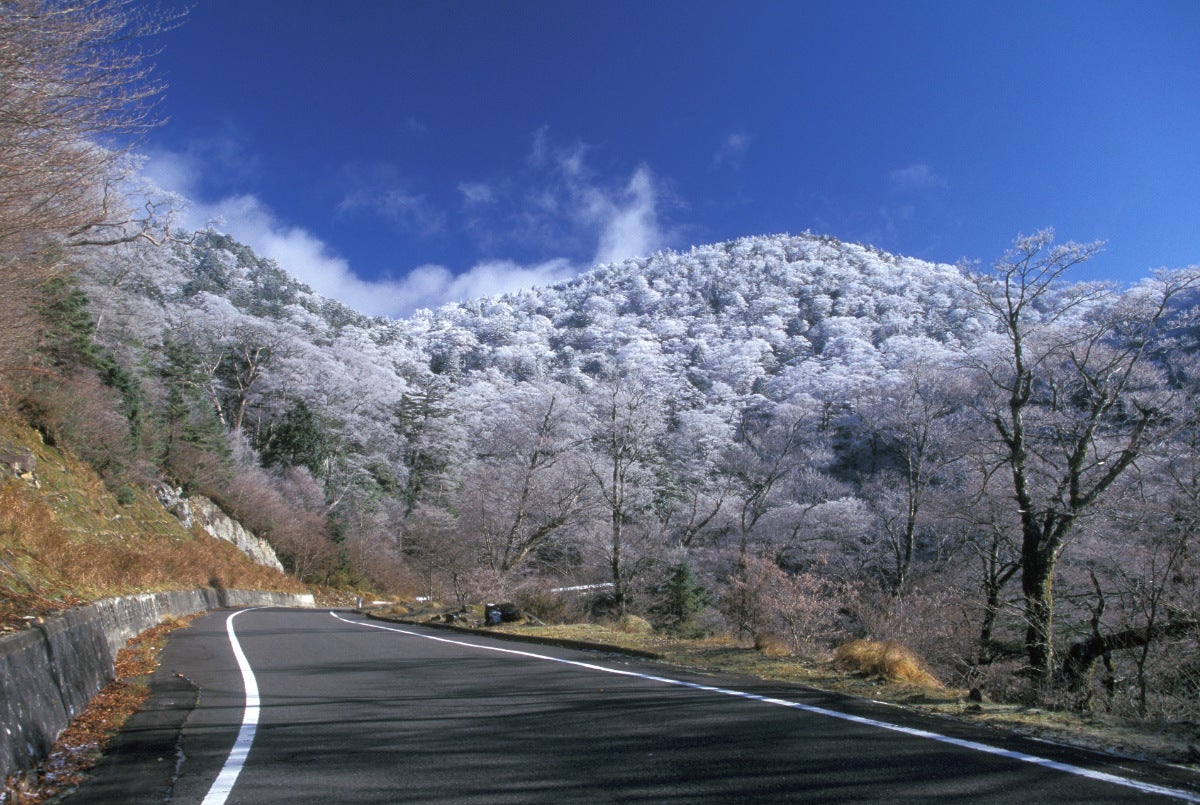 季節に応じて変わる景色が楽しめる大台ヶ原ドライブウェイ。特に冬期閉鎖が解除される頃には満開の桜が広がっている