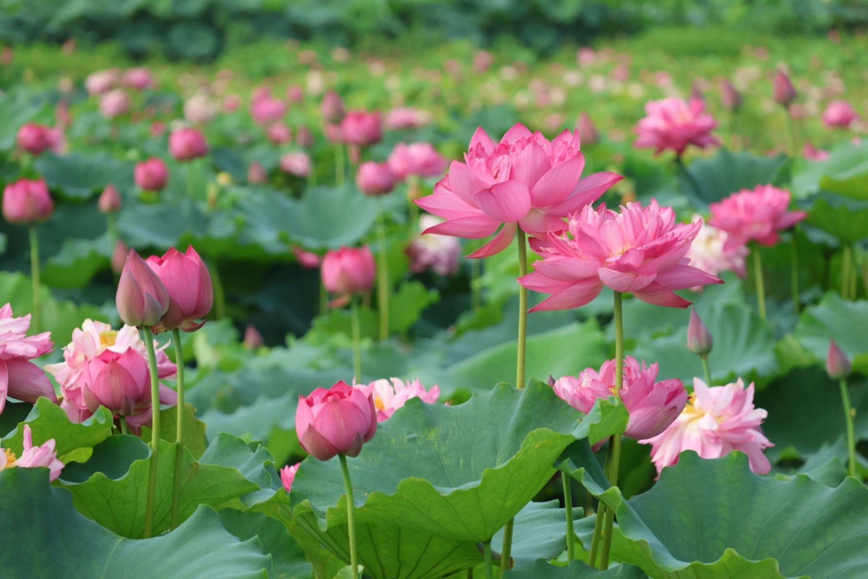 開花時期の花はす田