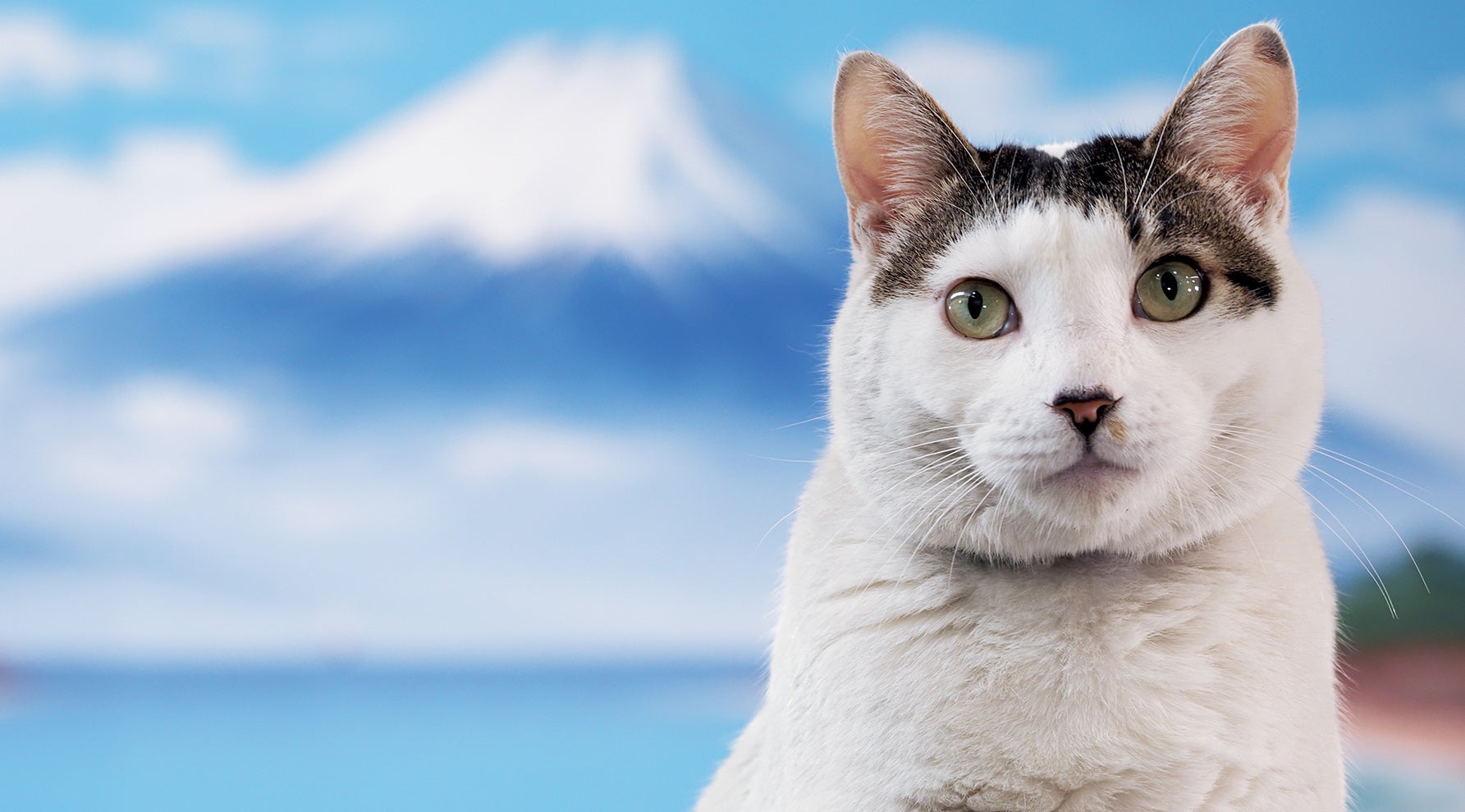 ネコネコごよみ12月｜カバーストーリー｜JAF Mate Online