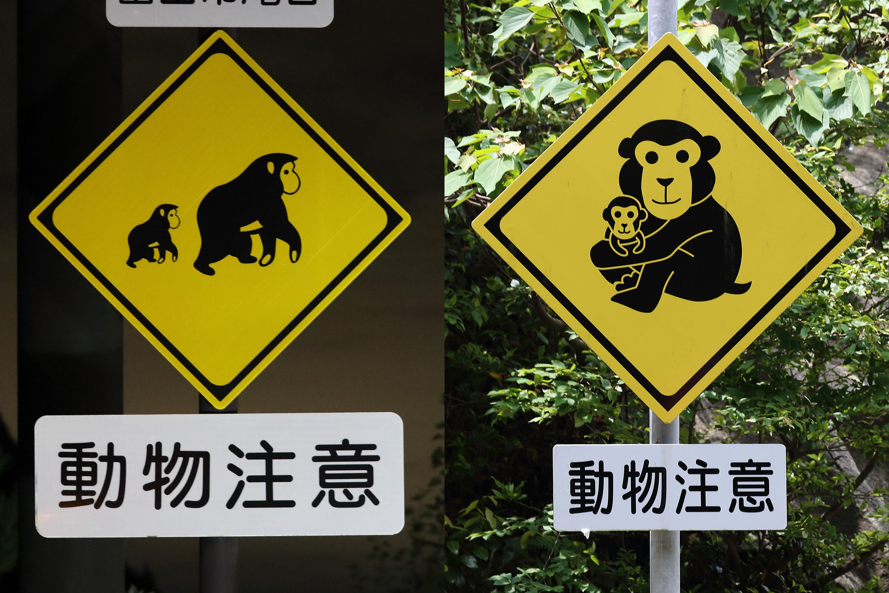 サルの標識も、レア度は高くない