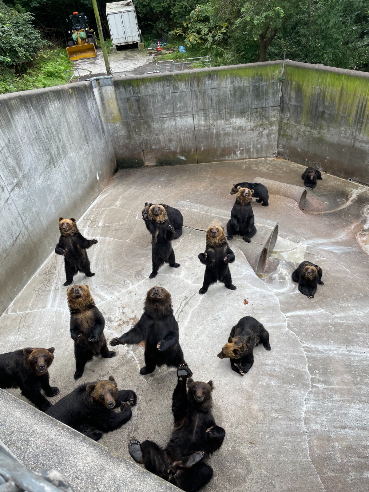 のぼりべつクマ牧場のクマたち