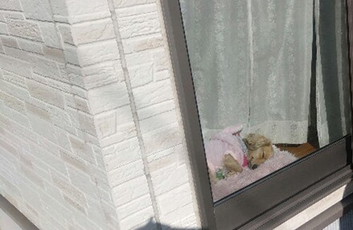 愛犬が窓際でひなたぼっこをしながら、お昼寝をしている様子