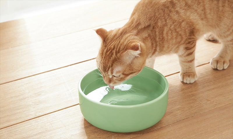給水中の猫