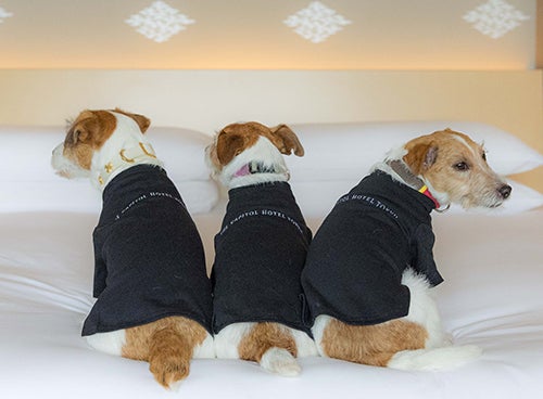 ホテルのロゴ入りTシャツを着た犬たち