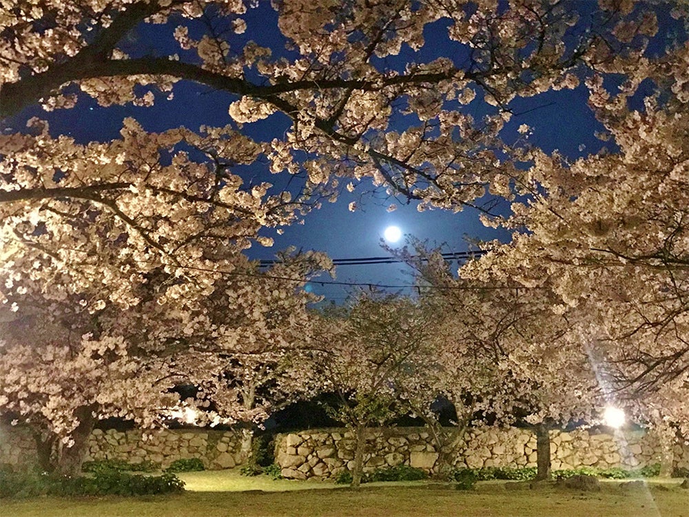 夜桜ライトアップの様子