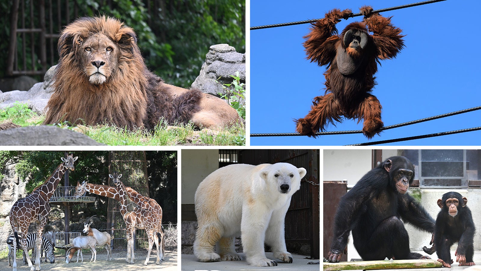 愛媛県立とべ動物園の動物たち