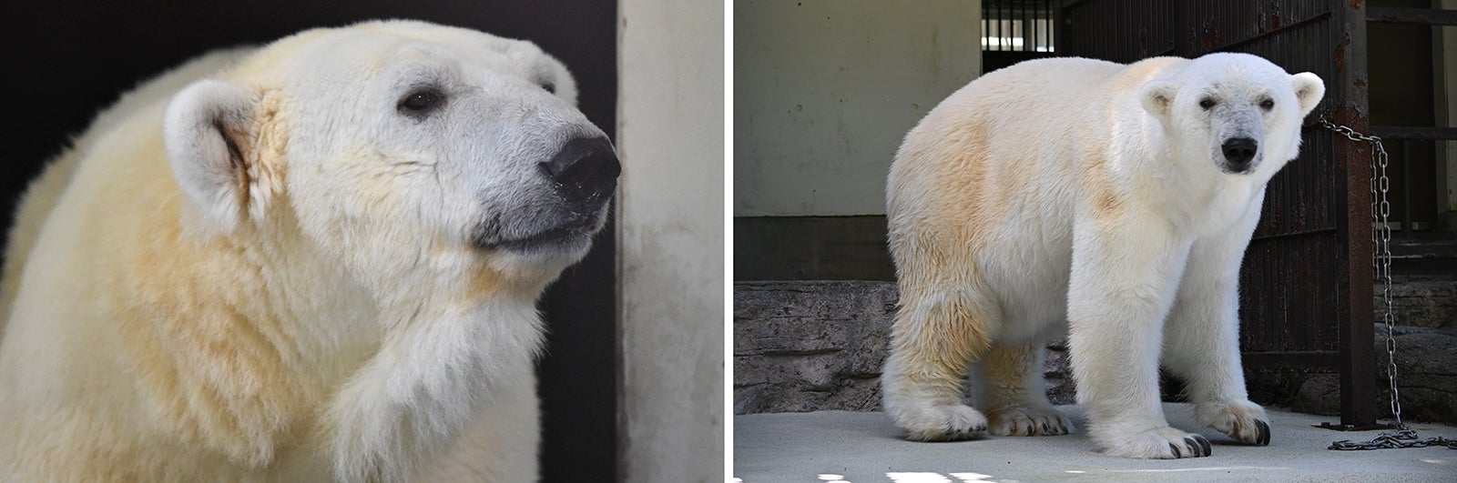 ホッキョクグマのピース