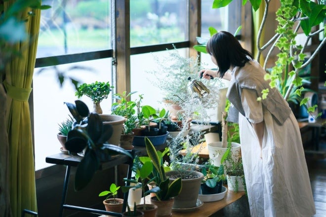 観葉植物に水やりする女性