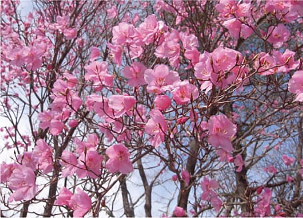 春に咲くアカヤシオの花