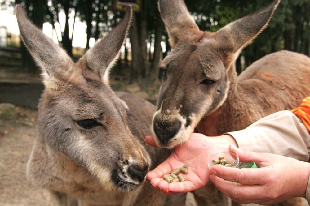 えさを食べるカンガルー