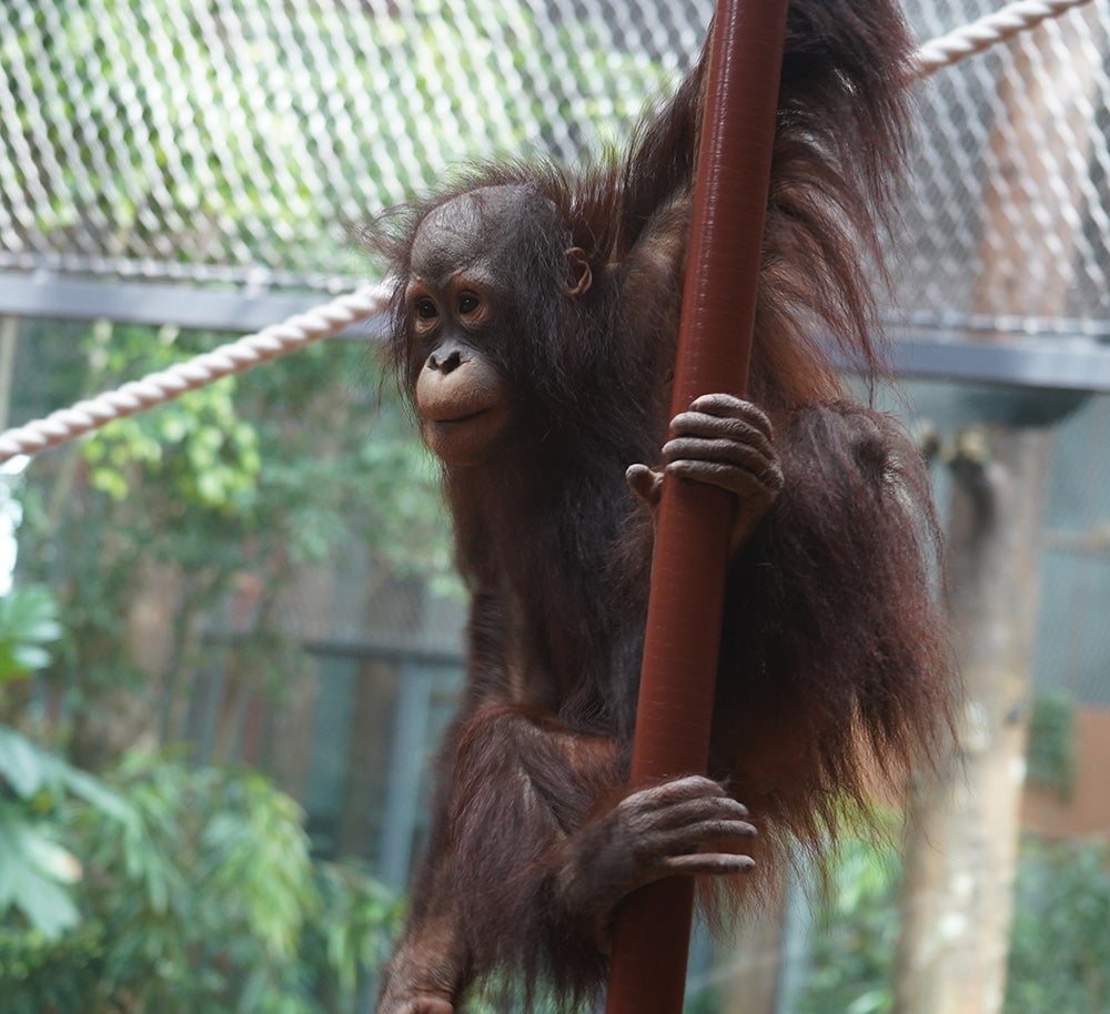 オランウータン