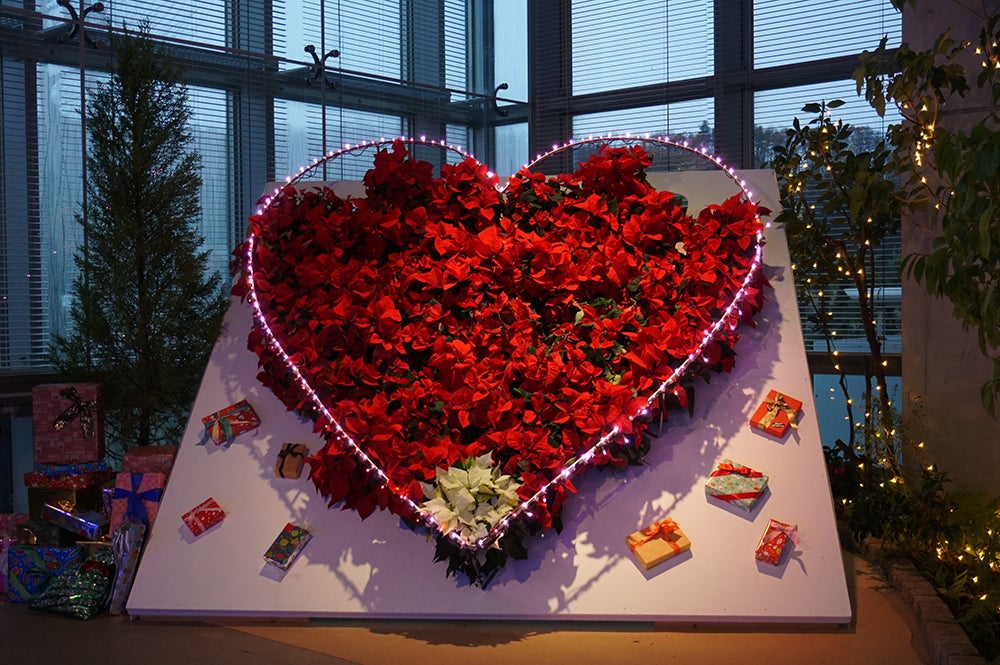 ポインセチアのフォトスポット