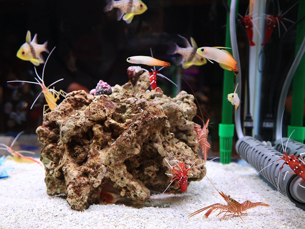 サンタエビや熱帯魚が泳ぐ水槽