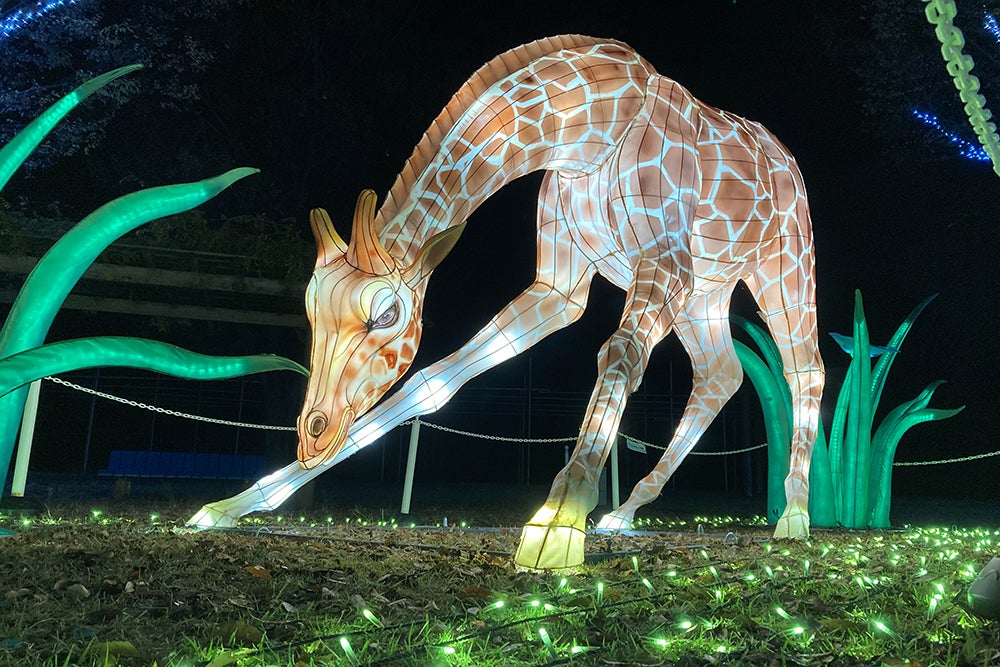 キリンのLEDランタンイルミネーション