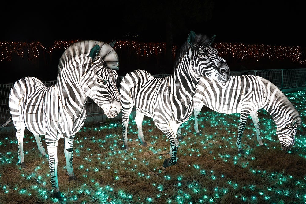 シマウマのLEDランタンイルミネーション