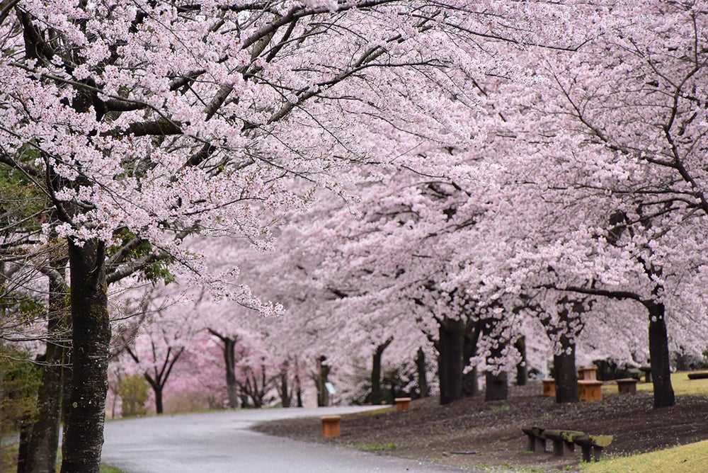 満開の桜並木