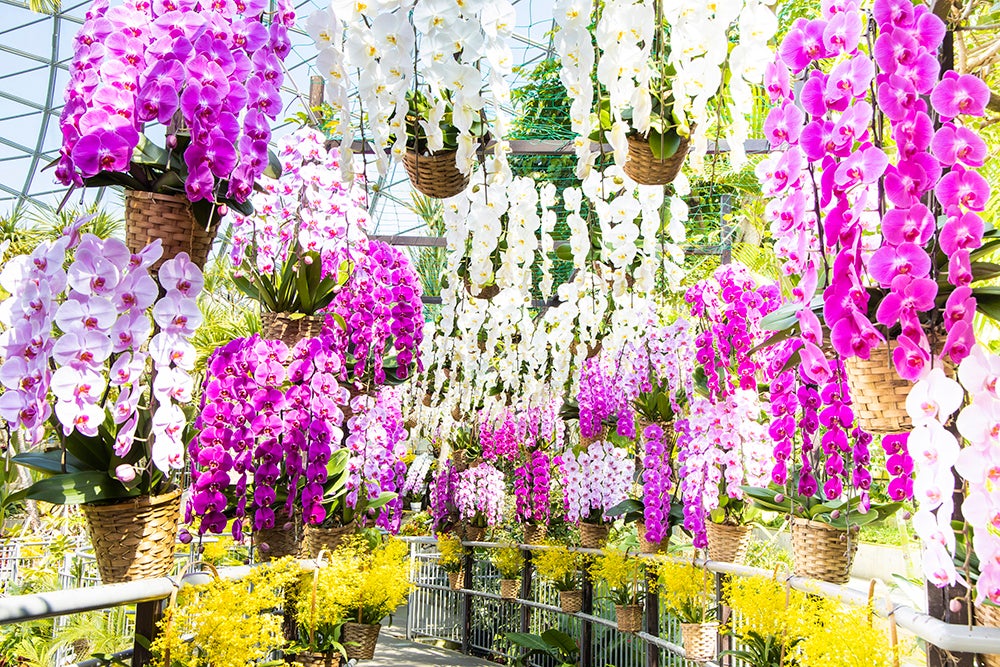 コチョウランのトンネル