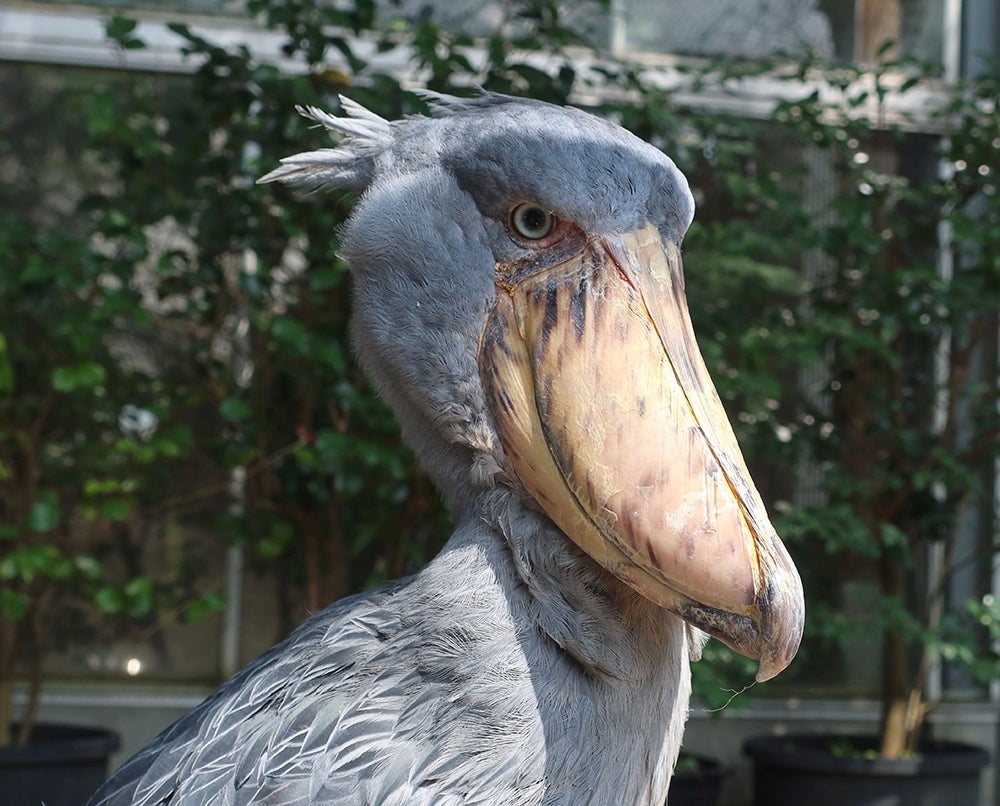 園内のハシビロコウ