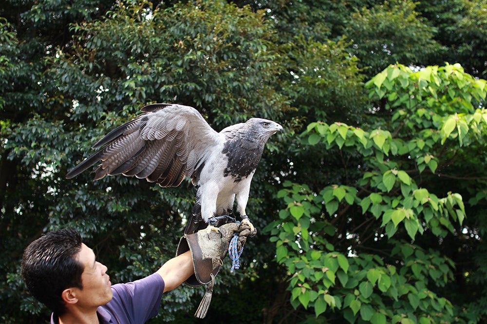 バードショーの様子