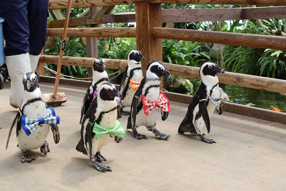 ペンギンのお散歩