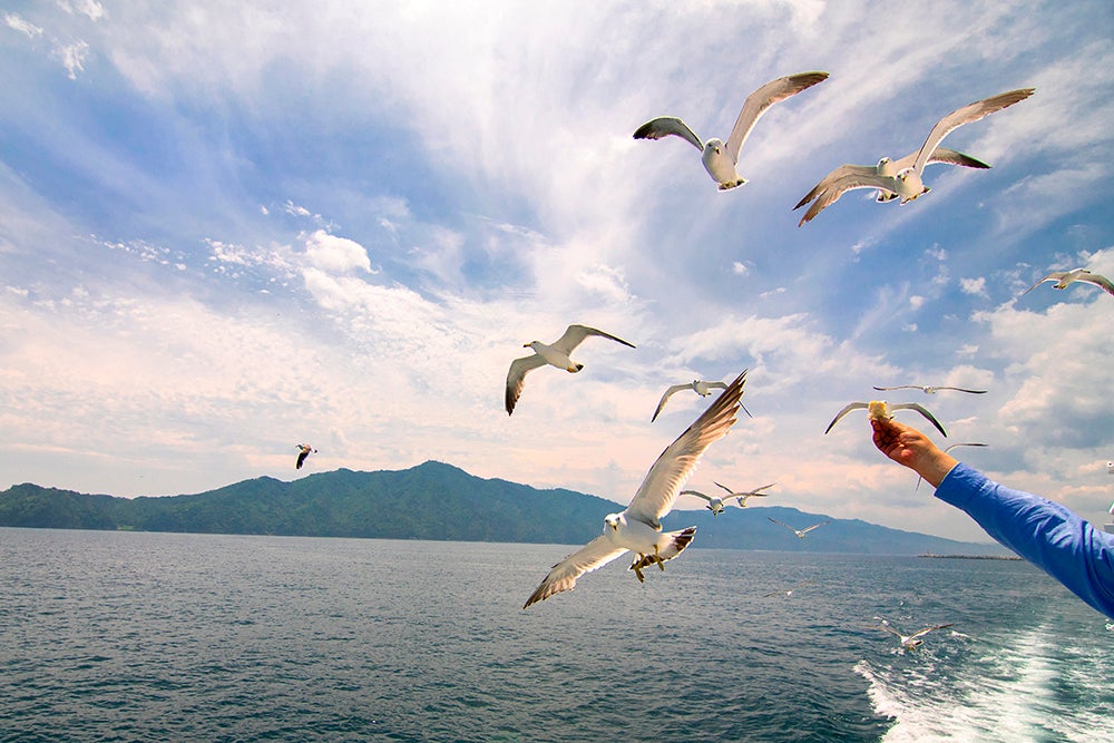 船上からうみねこに餌付けする乗客