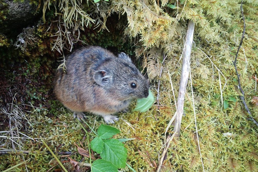 周辺にすむナキウサギ