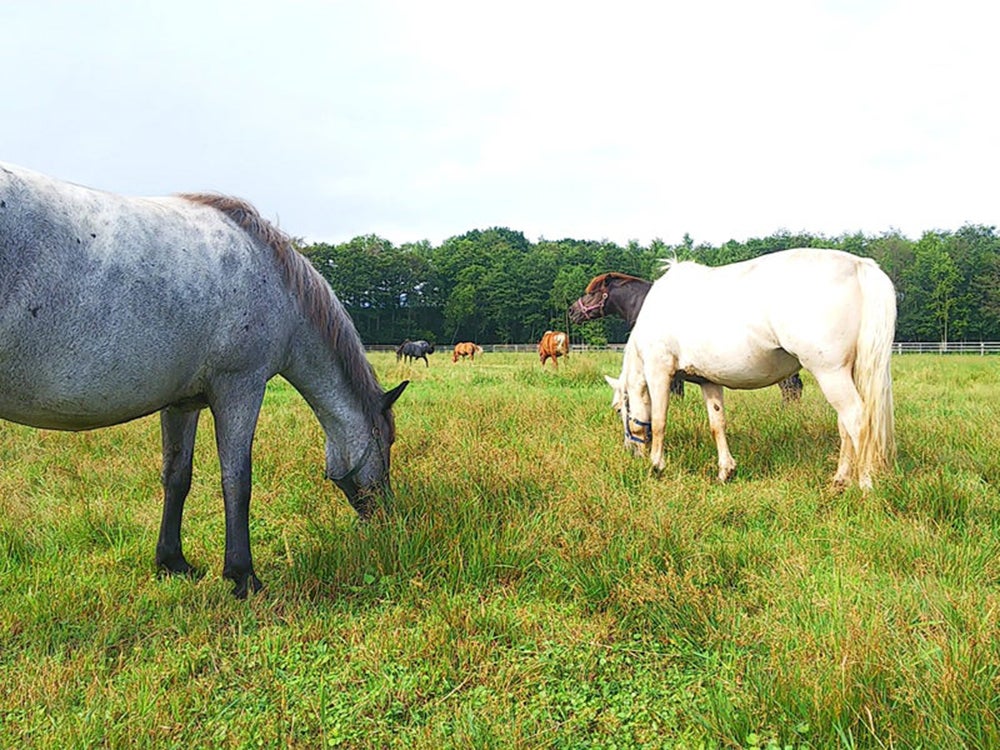 放牧地で草を食べる馬たち