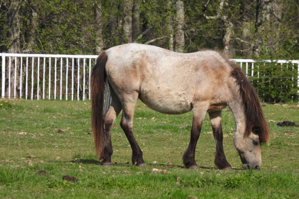 草原で馬が草を食べている様子
