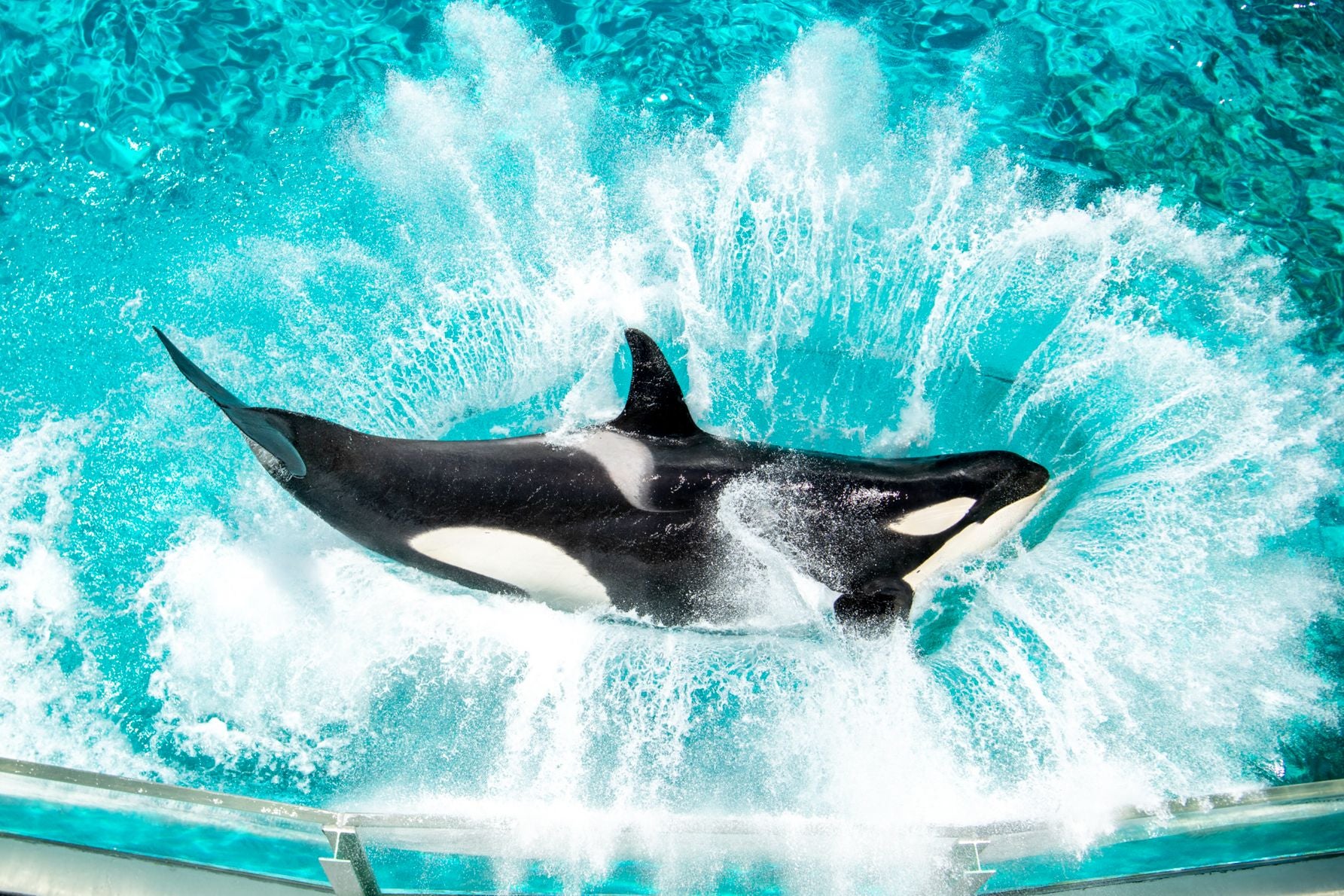 水しぶきをあげるシャチ